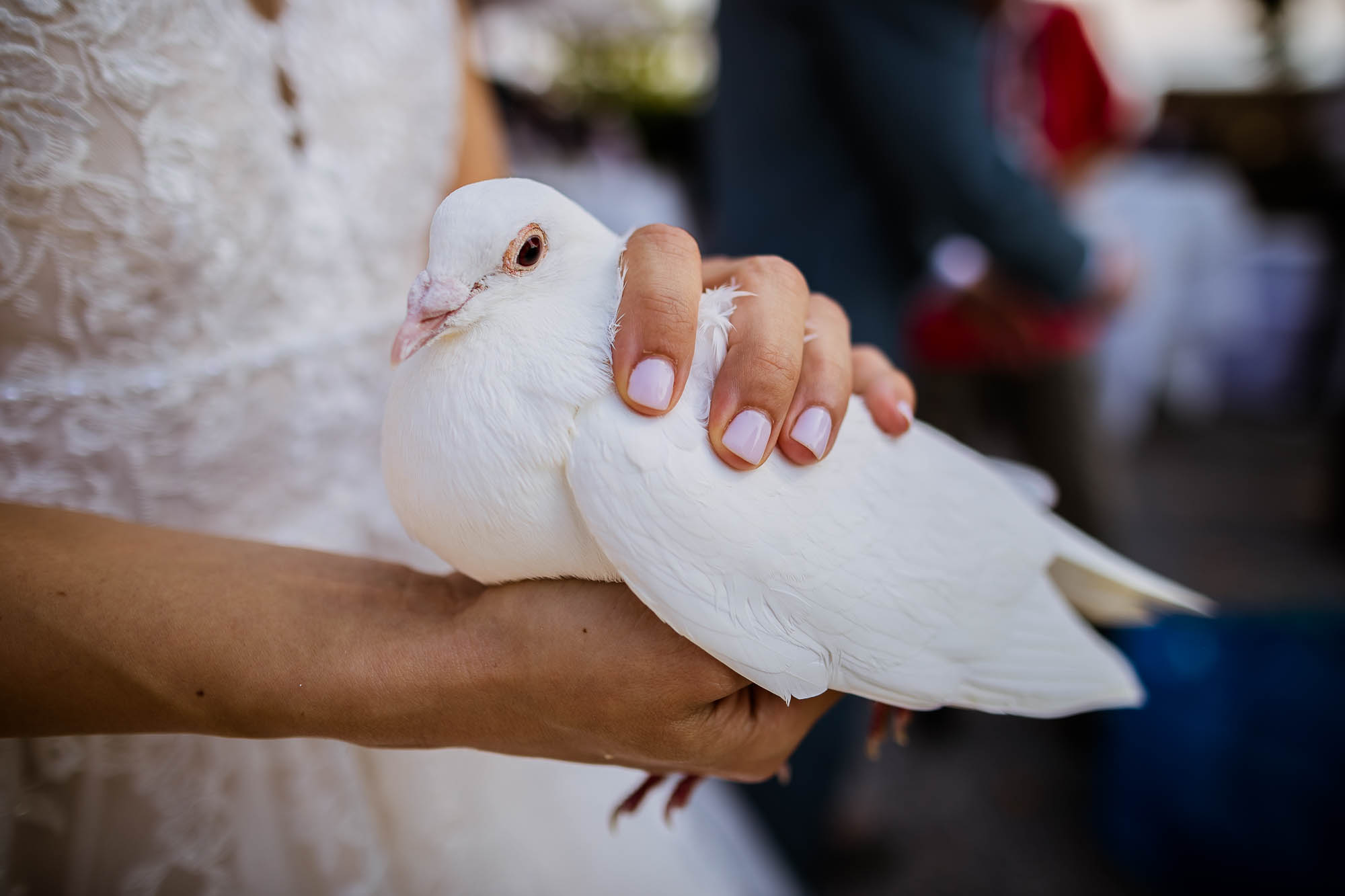 Export x3 1DX23066 Hochzeit 2020 Muriel & Trevor